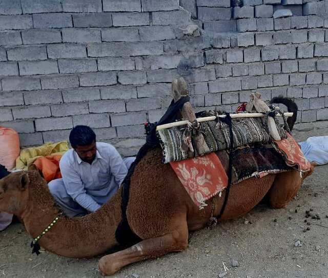 «ساخت رخت شتر»؛ میراثی مقدس