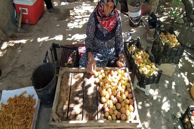 «برگه زردآلو» ثبت میشود؟