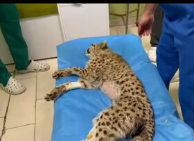 مجوز مجلس به بانک مرکزی برای فروش ارز و مالیات خانههای لوکس اخبار مهم مجلس