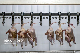 از کاهش قیمت مرغ تا افزایش قیمت ماهی در قزوین