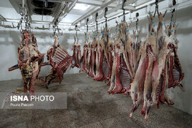 عرضه گوشت قرمز در کشتارگاه‌ها در مهر ماه به ٣٩ هزار تن رسید