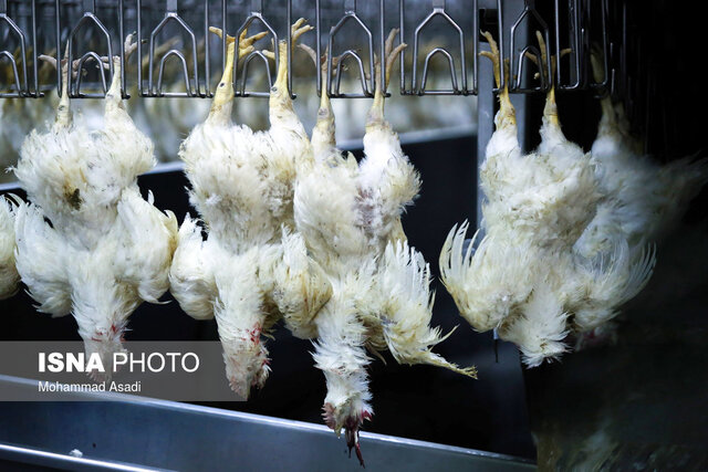 رشد ۱۸ درصدی جوجهریزی در مرغداریهای استان قزوین رشد ۱۸ درصدی جوجهریزی در مرغداریهای استان قزوین