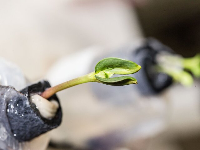 تاکنون چه گیاهانی در فضا رشد کردهاند؟