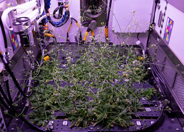 تاکنون چه گیاهانی در فضا رشد کردهاند؟