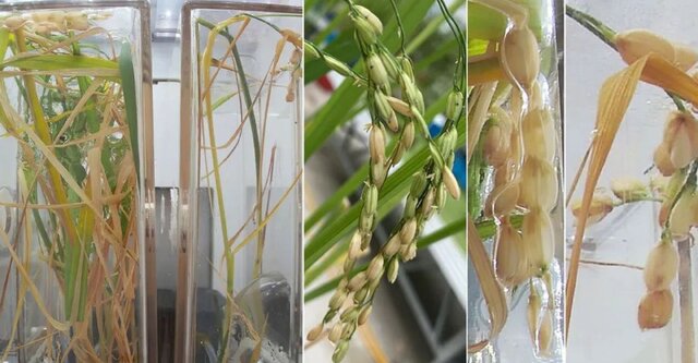 تاکنون چه گیاهانی در فضا رشد کردهاند؟