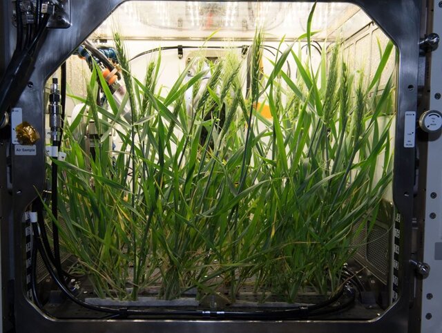 تاکنون چه گیاهانی در فضا رشد کردهاند؟