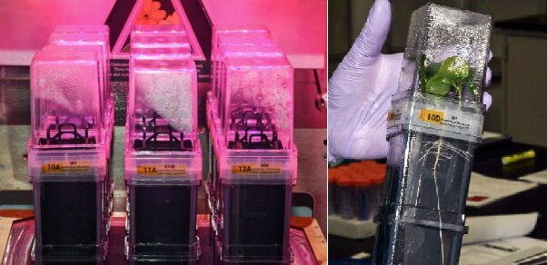 تاکنون چه گیاهانی در فضا رشد کردهاند؟