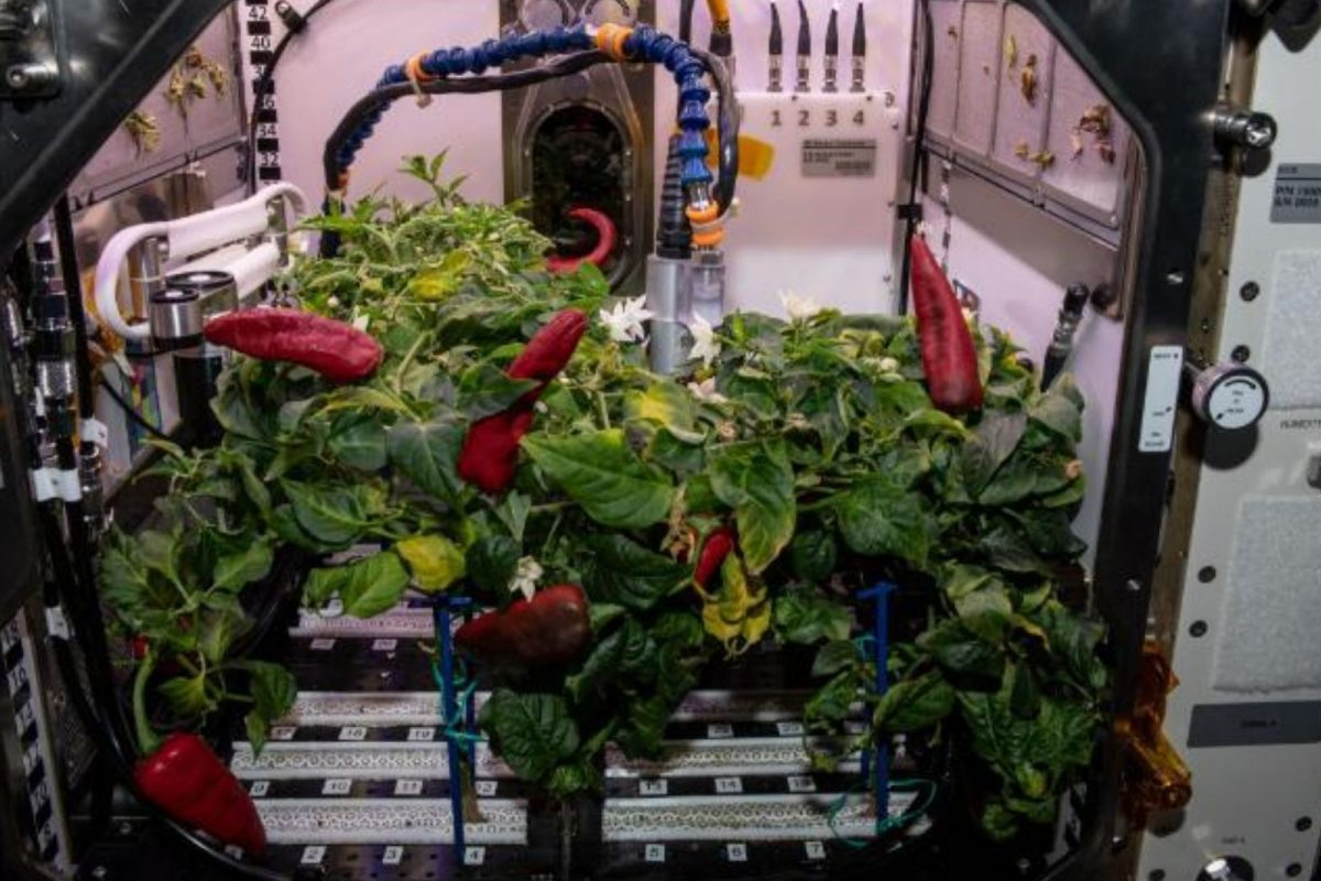 تاکنون چه گیاهانی در فضا رشد کردهاند؟