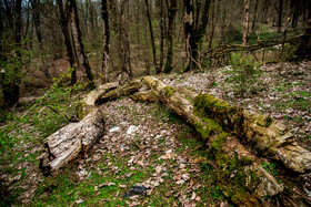 درختانی که پس از صدها سال به علت دپوی غیراصولی زباله در جنگل از بین رفته‌اند.