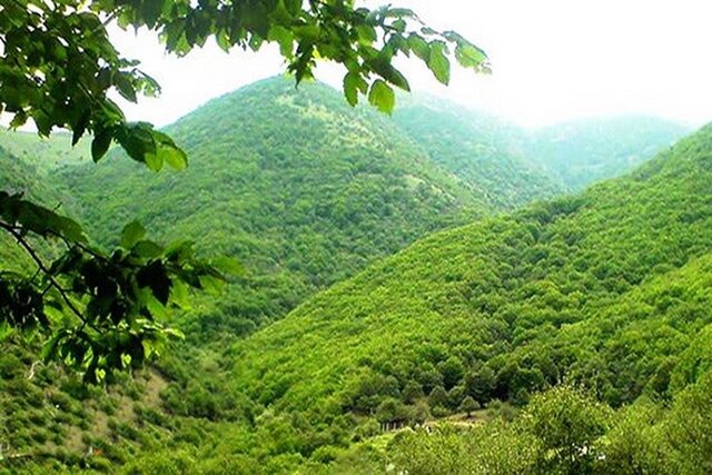 کاهش بخش وسیعی از جنگل‌های استوایی جهان در ۲۰۲۲