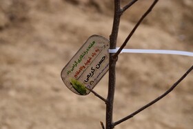 آغاز پویش بزرگ کاشت نهال به نیابت از شهدای استان مرکزی