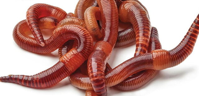 ۲۳ نکته درباره «کرم خاکی»؛ یکی از مفیدترین موجودات جهان ۲۳ نکته درباره «کرم خاکی»؛ یکی از مفیدترین موجودات جهان