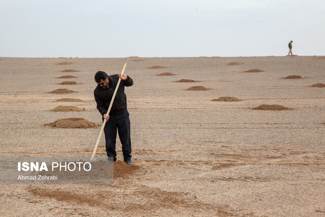 عکس تزئینی ست نهال کاری ۱۰۰ هکتاری در بیابان های شورقاضی تجربه ای موفق در شرق پایتخت