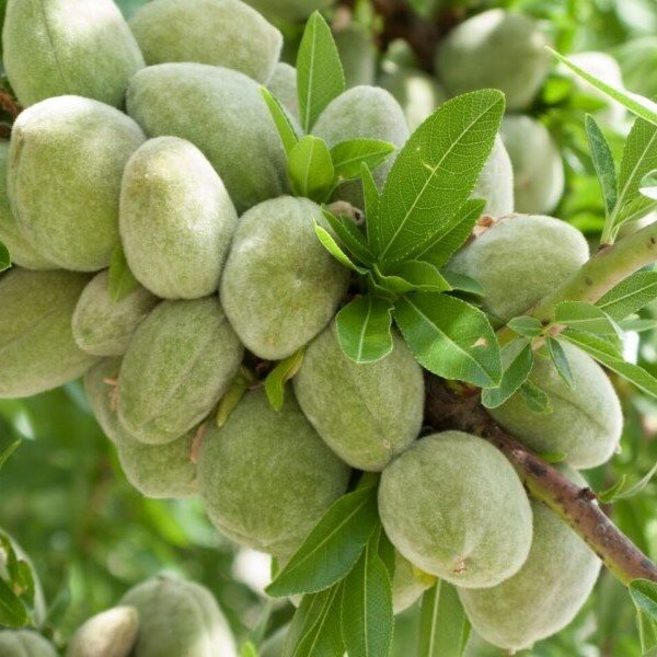 جدیدترین ارقام نهالهای بادام در سال ۱۴۰۲