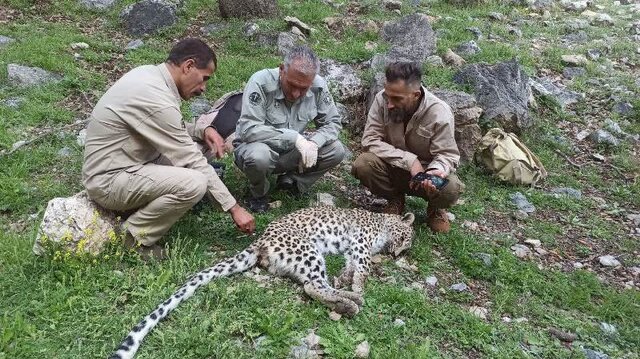 تلف شدن یک توله پلنگ در مناطق آزاد شهرستان گچساران تلف شدن یک توله پلنگ در مناطق آزاد شهرستان گچساران