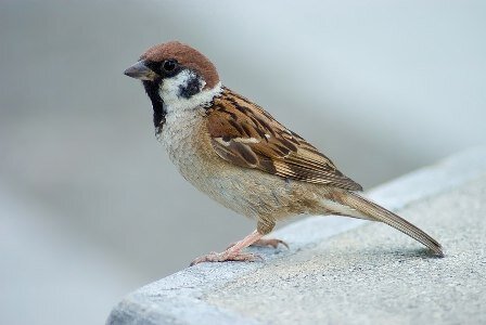 گنجشکها؛ ناجی حیات انسانی