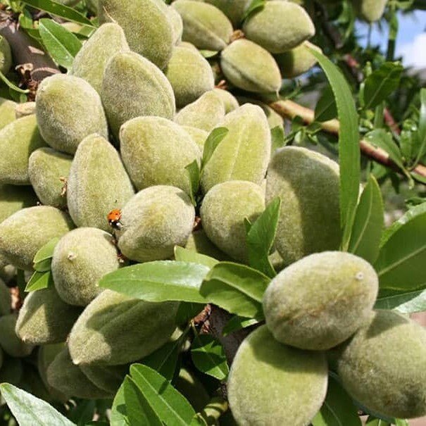 با نهال بادام پولساز و پرسود آشنا شوید