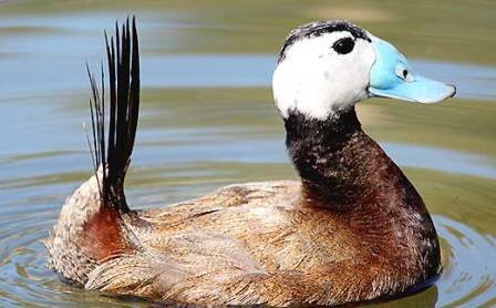 «سیاهچاله پرندگان» را نجات دهید