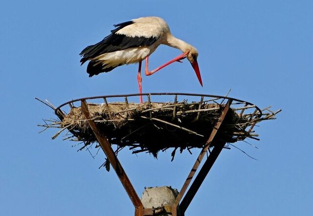 عکس تزئینی است روستایی که سهم لکلکها شد