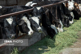 ثبت کمترین تورم برای شیر و بیشترین تورم برای گوشت گوساله