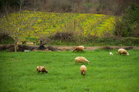 طبیعت بهاری روستاهای اطراف ساری