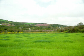 طبیعت بهاری روستاهای اطراف ساری