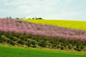 طبیعت بهاری روستاهای اطراف ساری