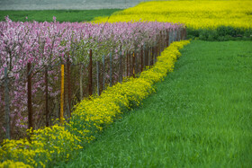 طبیعت بهاری روستاهای اطراف ساری