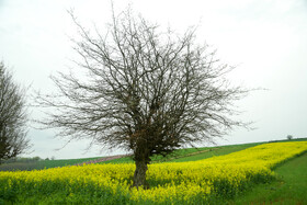 طبیعت بهاری روستاهای اطراف ساری