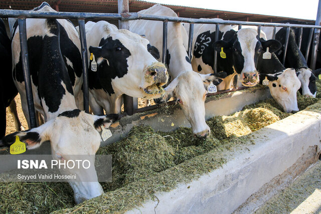 ثبت نخستین زنجیره یکپارچه تولید شیر شمال کشور در گلستان