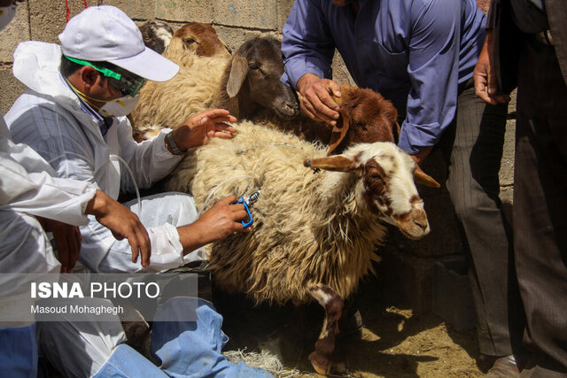 ذبح حدود هزار گوسفند در بندرعباس