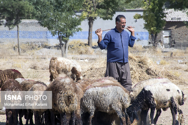 افزایش بهرهوری با پرورش گوسفند نژاد «مهربان» - ایسنا