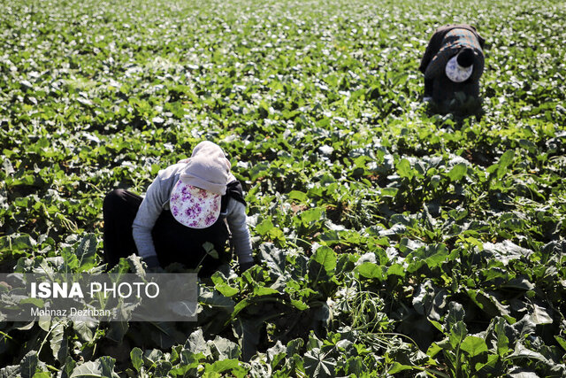 تلاش برای تحقق شعار «افزایش بهرهوری و عملکرد» در مزارع خوزستان تلاش برای تحقق شعار «افزایش بهرهوری و عملکرد» در مزارع خوزستان
