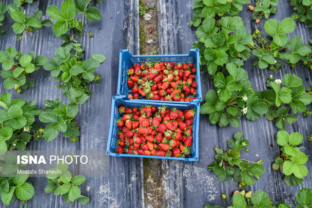 تعاونیهای روستایی مسیری برای توسعه کشاورزی استان زنجان