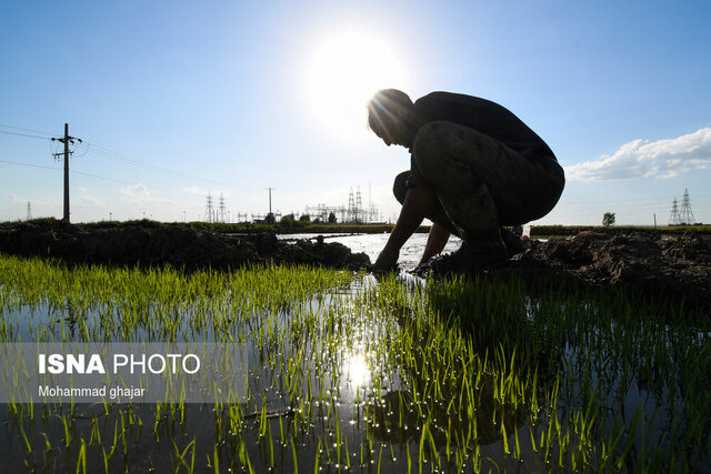 تعاونیهای روستایی مسیری برای توسعه کشاورزی استان زنجان