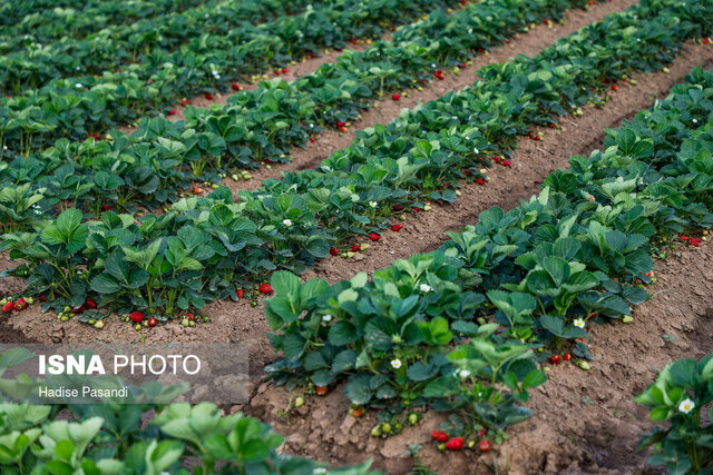 عکس تزئینی و آرشیوی است رونمایی از ۶ محصول دانشبنیان حوزه کشاورزی در اولین رویداد «نمادیران»