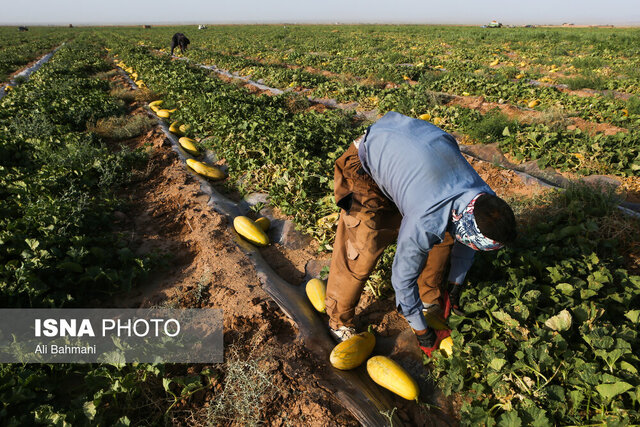 تعاونیهای روستایی مسیری برای توسعه کشاورزی استان زنجان