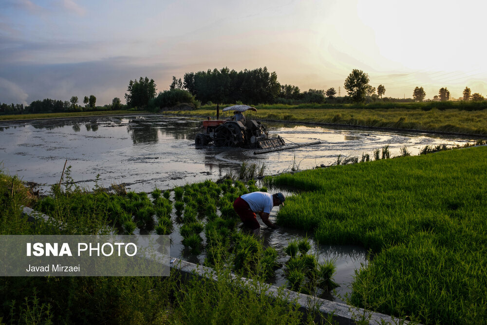 کشت فراسرزمینی؛ فرصتی برای دستیابی به امنیت غذایی