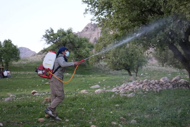 مبارزه و کنترل آفت پروانه برگخوار سفید بلوط جنگلهای باشت آغاز شد