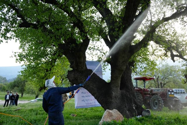 مبارزه و کنترل آفت پروانه برگخوار سفید بلوط جنگلهای باشت آغاز شد