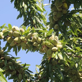 مهم‌ترین نکاتی که در احداث باغ بادام باید به آن توجه داشته باشید