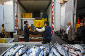 از تولید سه برابری ماهی تا ارزان شدن روغن نباتی در قزوین