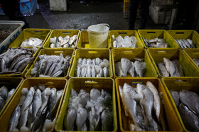 دلایل کم بودن سرانه مصرف ماهی در خراسان رضوی/ ضرورت مصرف دو نوبت در هفته