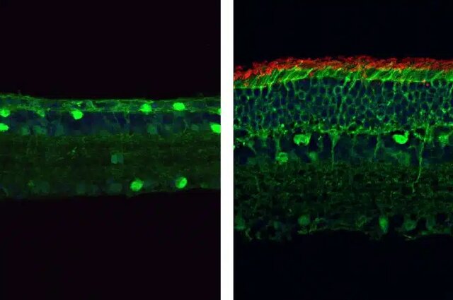 ویرایش ژن «کریسپر» بینایی موشها را بازگرداند