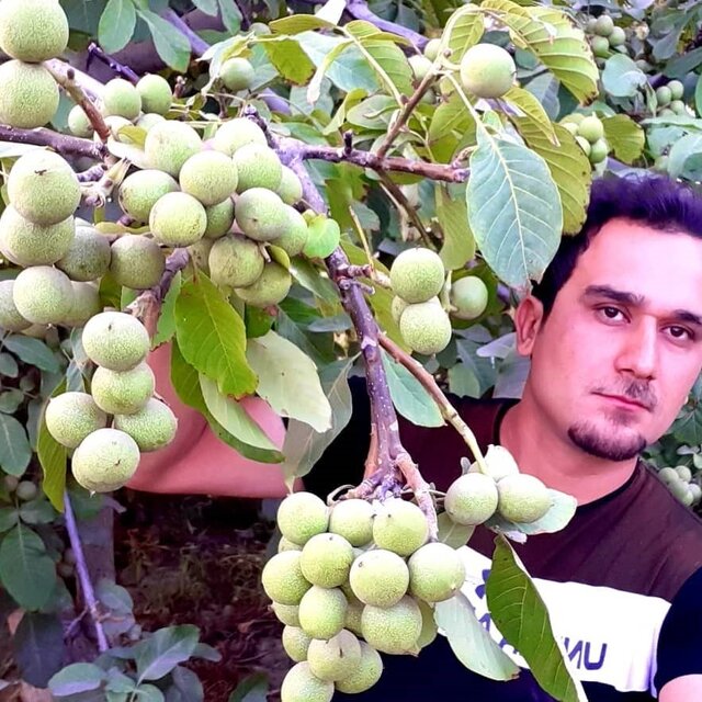 مهم‌ترین نکاتی که در احداث باغ بادام باید به آن توجه داشته باشید