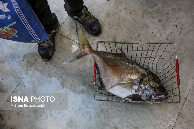 لزوم کاهش هزینههای تولید در بخش شیلات