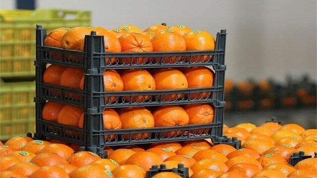 محدودیت صادرات سیب درختی و پرتقال رفع شد محدودیت صادرات سیب درختی و پرتقال رفع شد