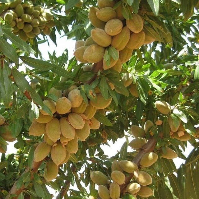 سرمایهگذاری بدون ریسک را با برتر نهال تجربه کنید