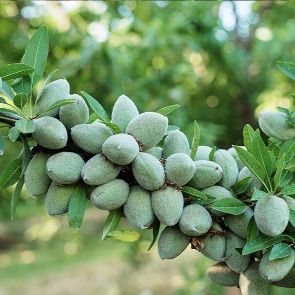 سرمایهگذاری بدون ریسک را با برتر نهال تجربه کنید