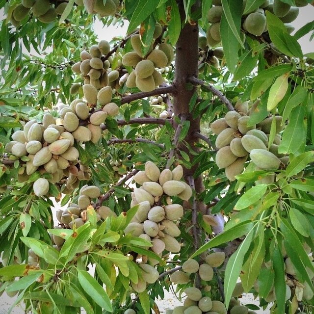 با ۸ رقم نهال بادام پربار و دیمی و اقتصادی در کشور ایران آشنا شویم